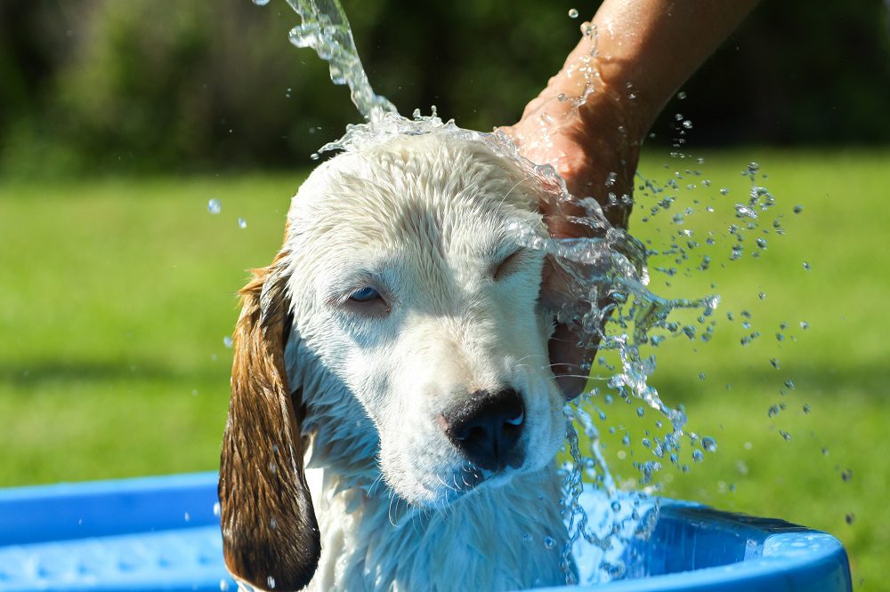 Giving dog bath at animal hospital ponte vedra