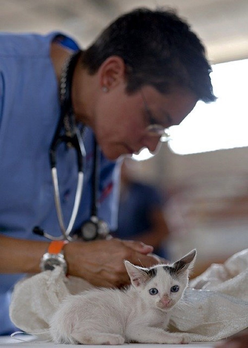WHY IT'S IMPORTANT TO SCHEDULE AN ANNUAL PET EXAMINATION