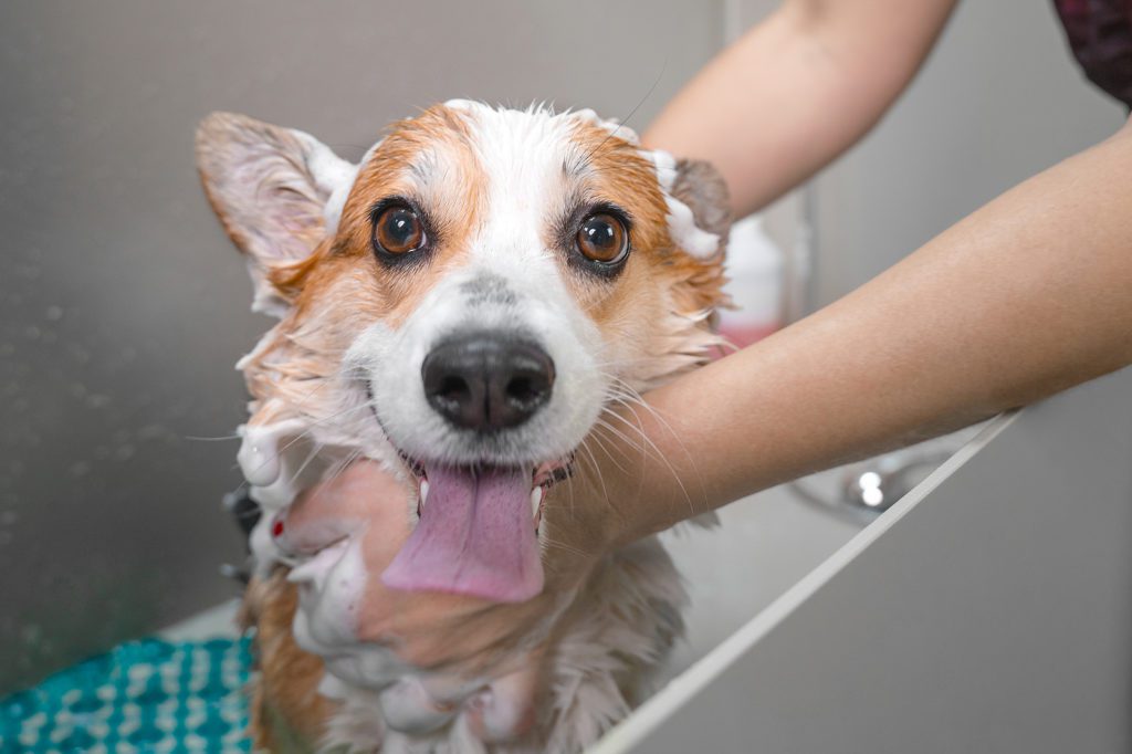 welsh corgi pembroke dog showering in home dog wash station with shampoo