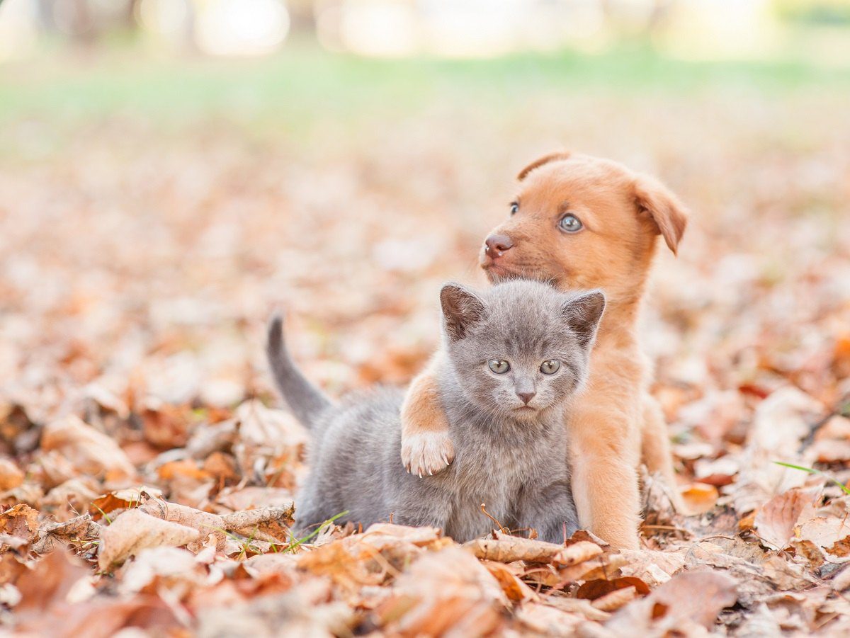 CHOOSING THE RIGHT VETERINARY CENTER FOR YOUR CAT OR DOG
