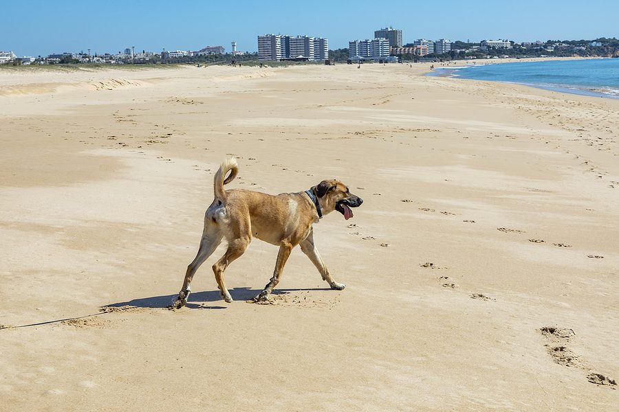 Best Dog Parks and Beaches in Jacksonville, Florida