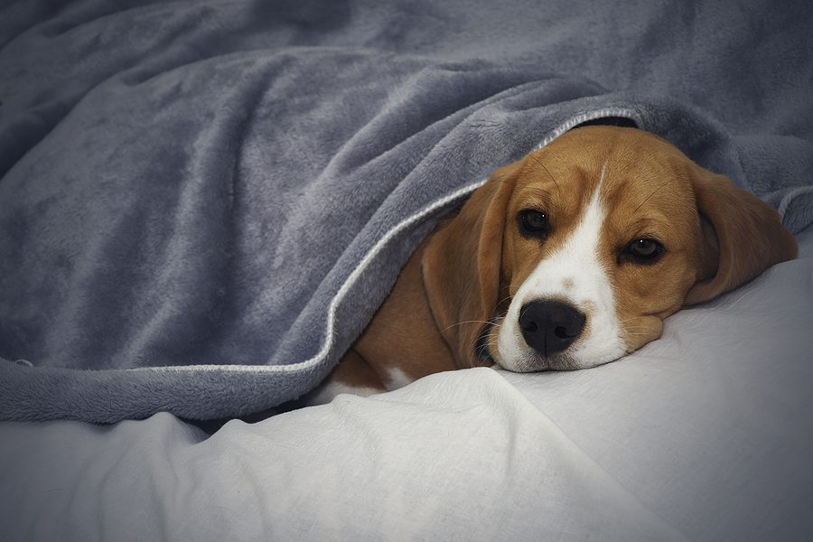 Warning Signs of Untreated Lyme Disease in Dogs