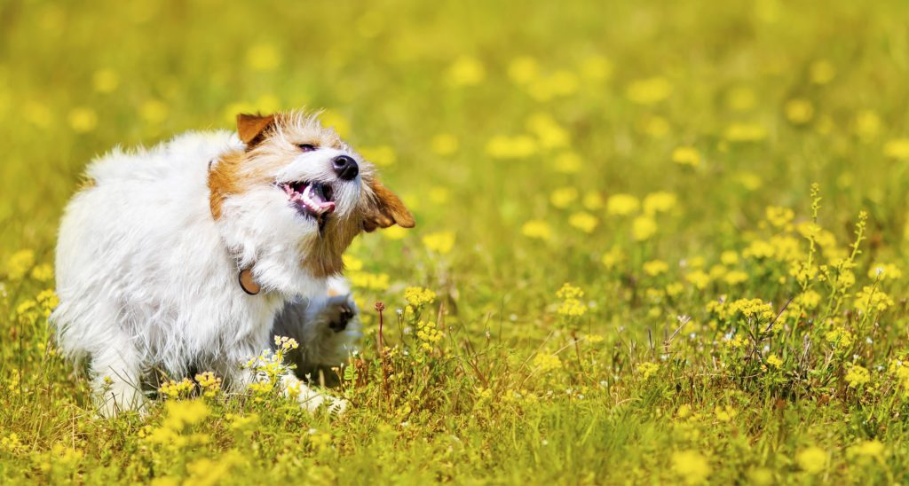 I Found a Flea on My Dog, Now What?
