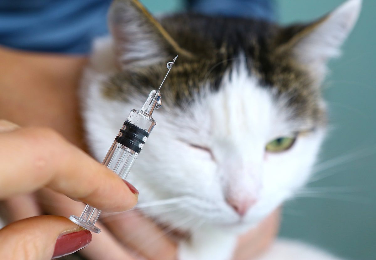 cat at veterinarian ready to have annual cat vaccines