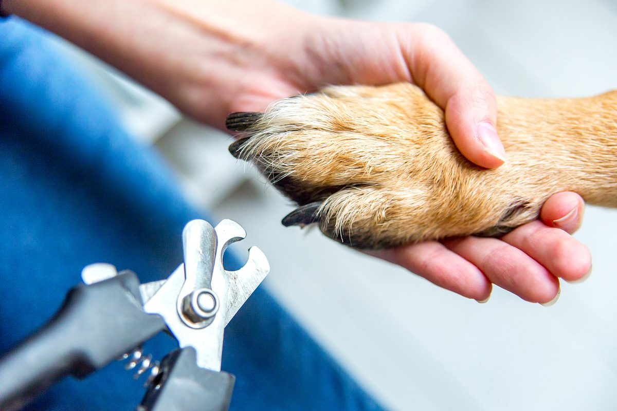 person showing how to groom a dog at home