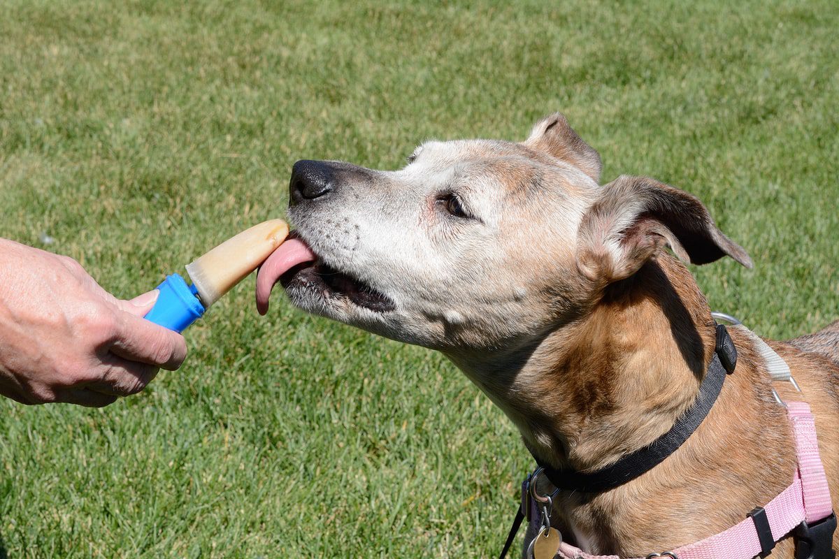 older senior boxer mix dog licking homemade pumpkin popsicles for dogs on hot summer day