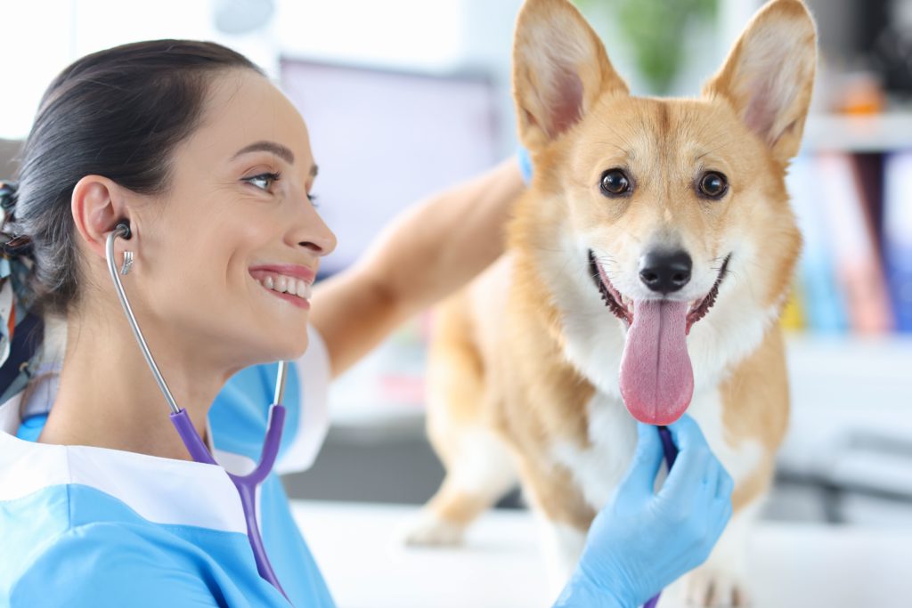 Kennel Cough: Causes and Treatments
