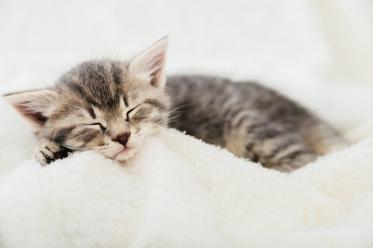 sleeping striped tabby new kitten checklist