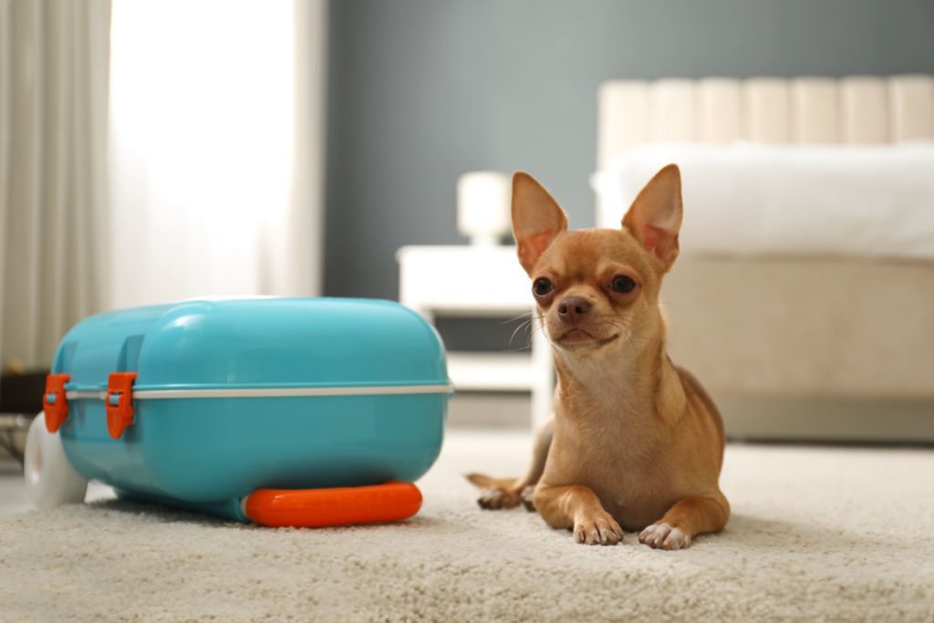 How To Prepare Your Dog For Boarding