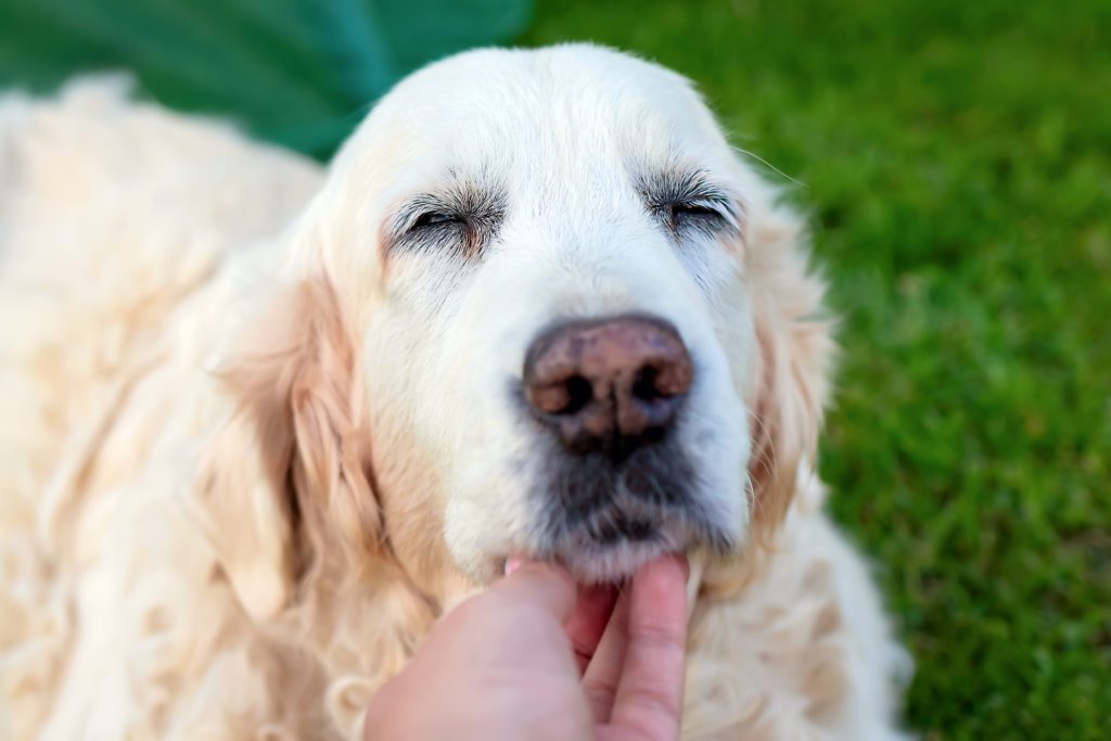 How to Ease Your Senior Dog's Arthritis Pain