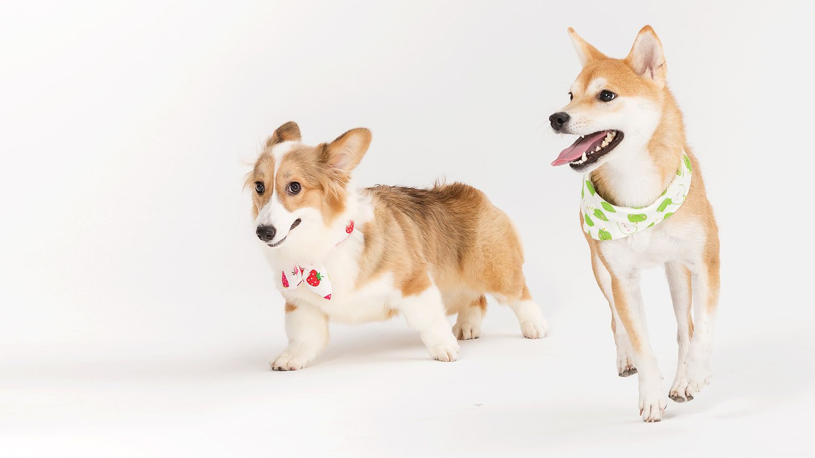 Close up of dogs at indoor dog daycare