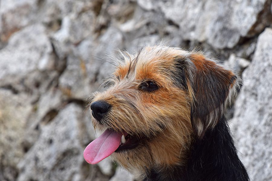 Close Up Profile Portrait Of Cute Domestic Dog Looking Way