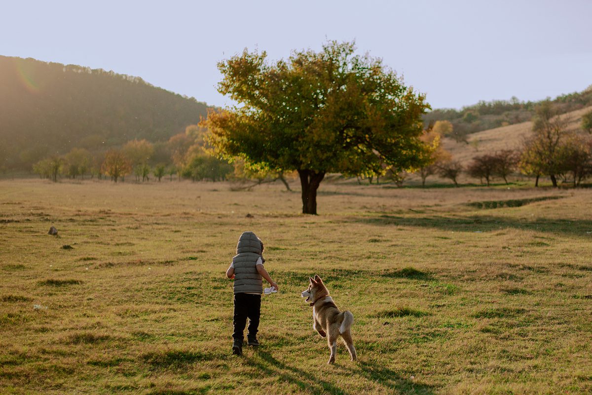 husky dog playing with boy in field