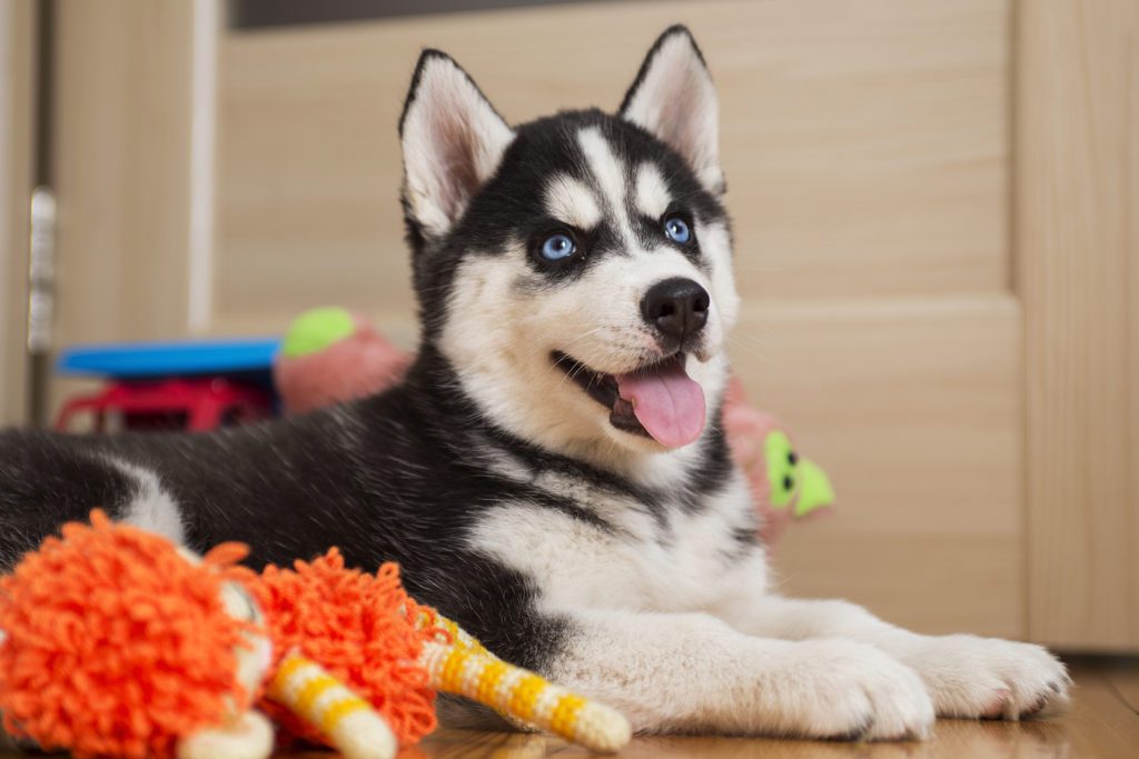 Can Dogs Eat Fruit