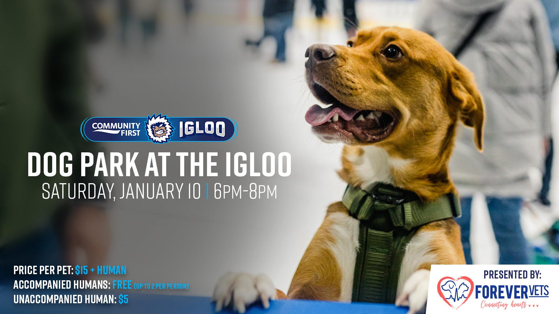 Dog Park On Ice flyer