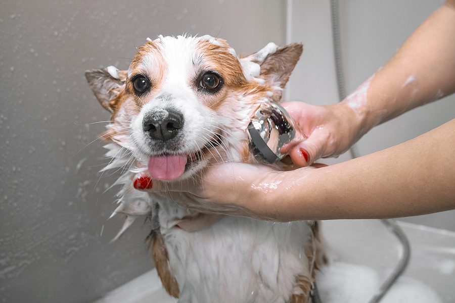 Dog Getting A Bath