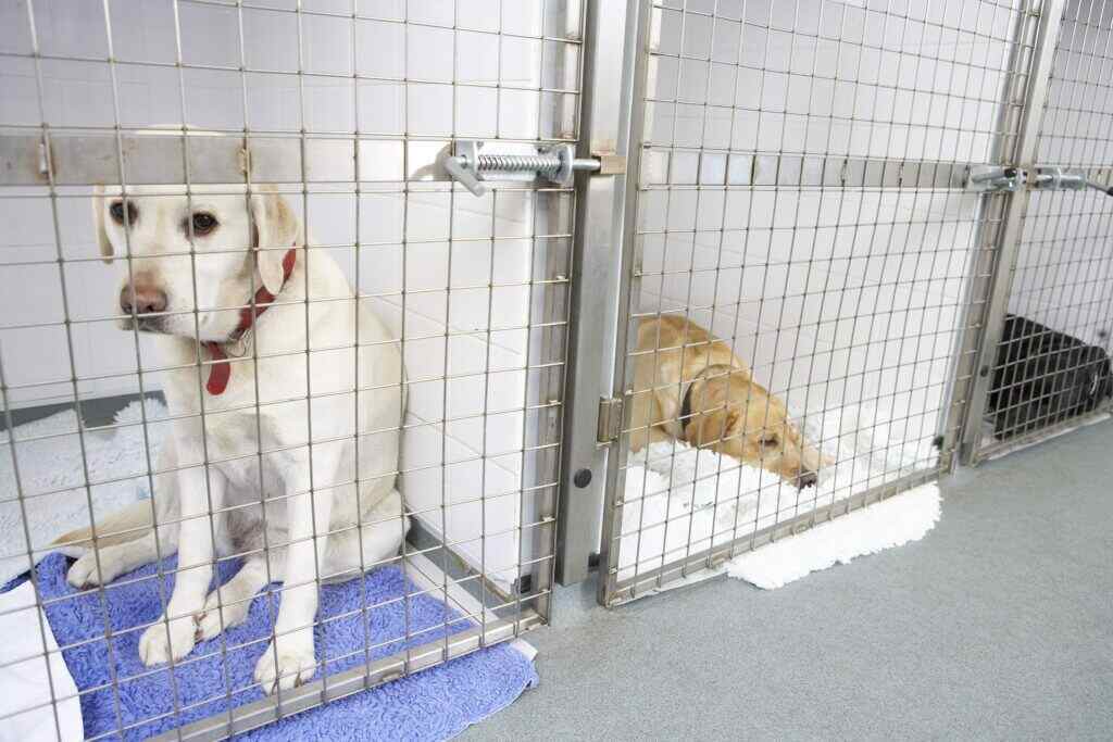 dogs at our animal hospital for boarding