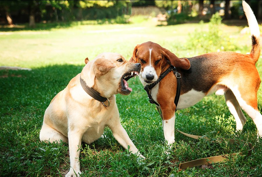 two dogs outside and one is barking