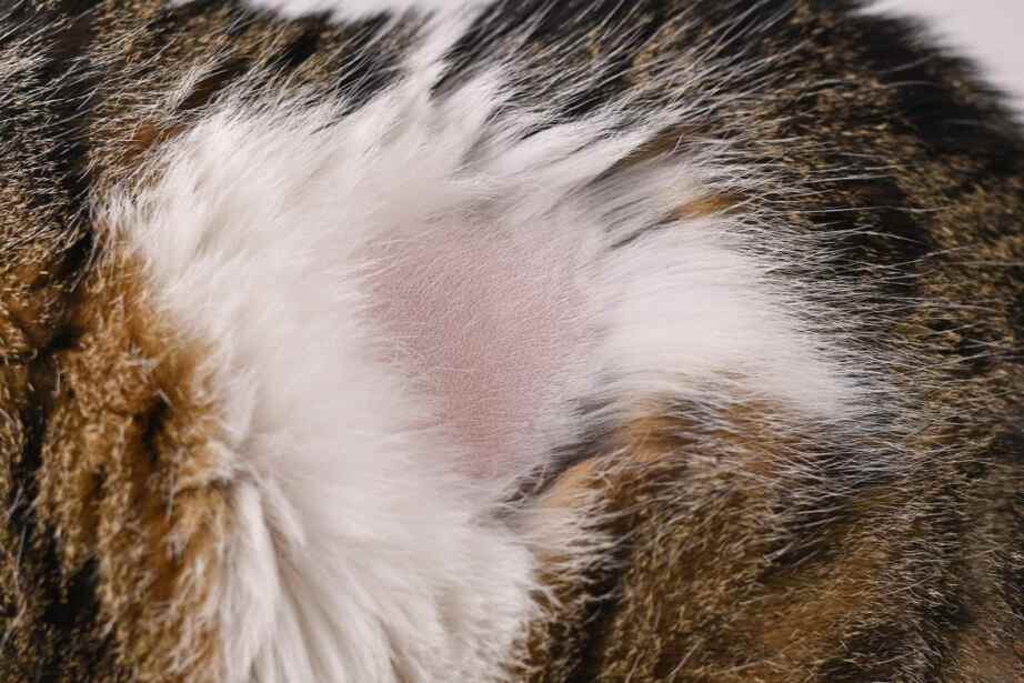 A Skin Condition On A Cat