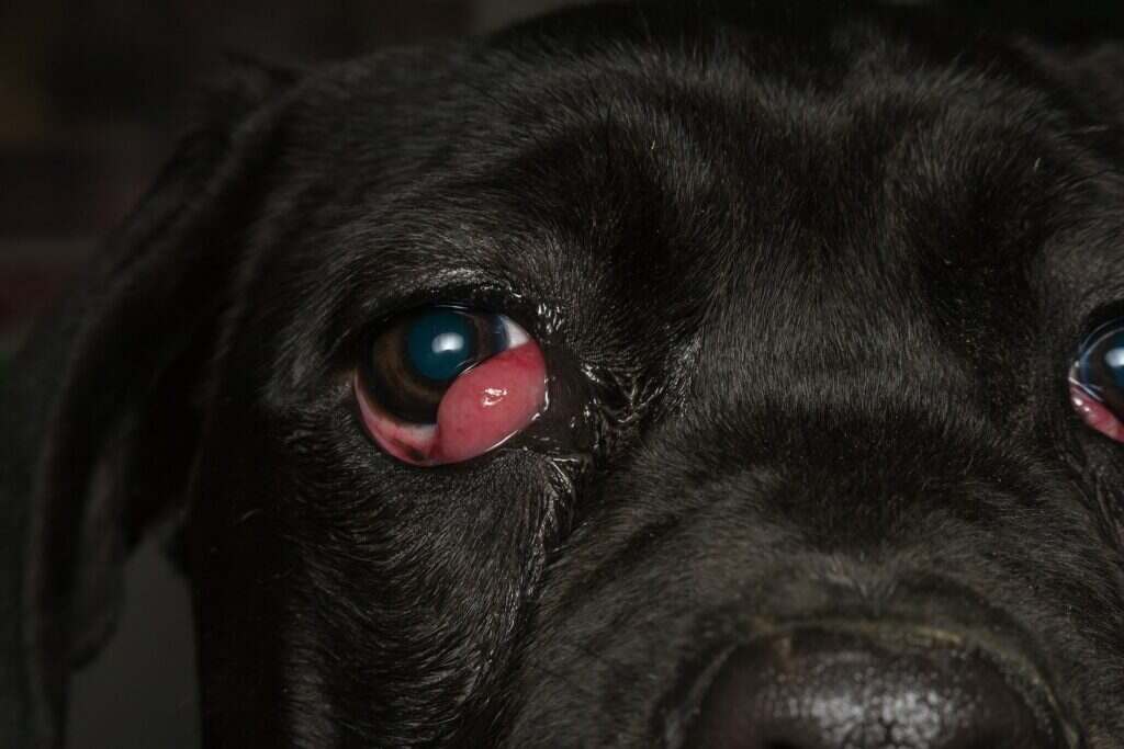 Early Stage Cherry Eye In Dogs