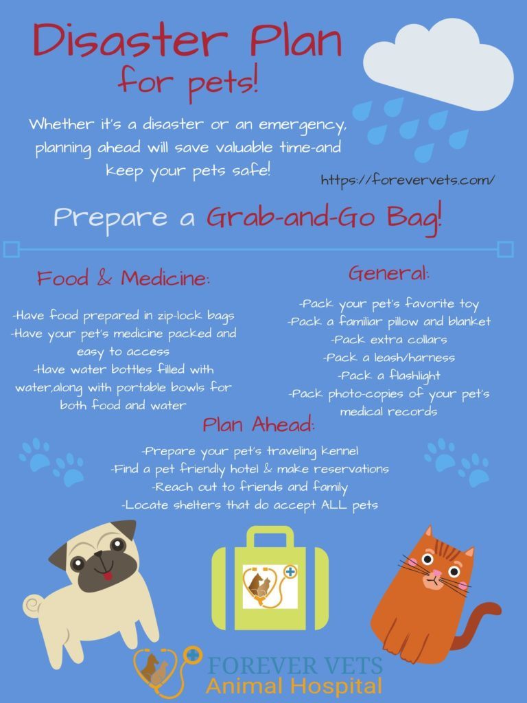 Disaster Plan Forever Vets Animal Hospital Pet Safety