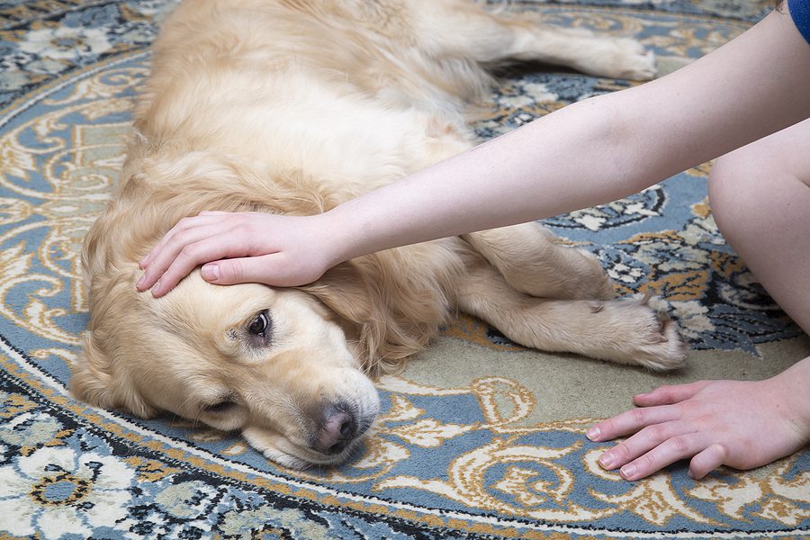 Dog laying on the carpet and being pet