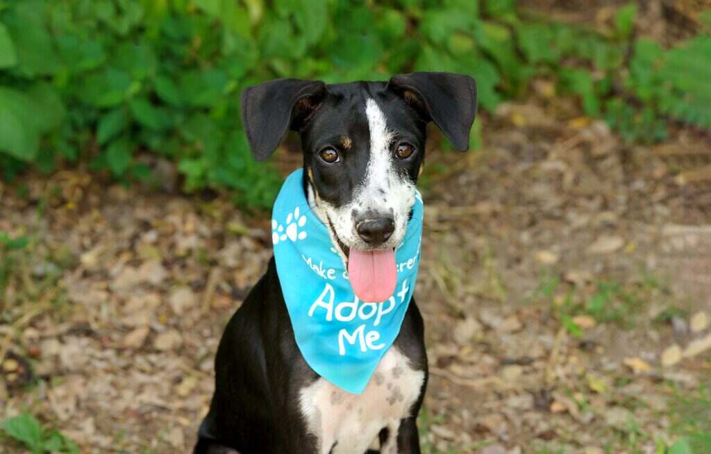 A Beautiful Looking Dog Is Asking Someone To Adopt Him