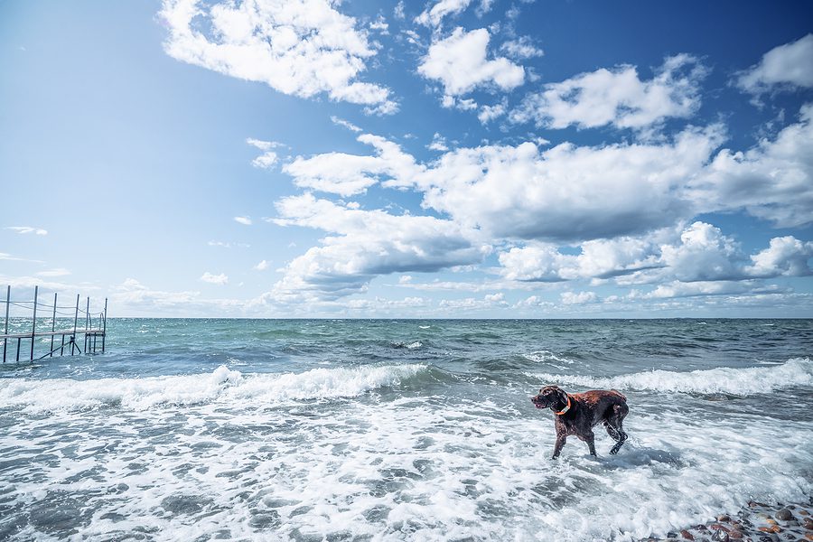 dog playing in the water at the beach
