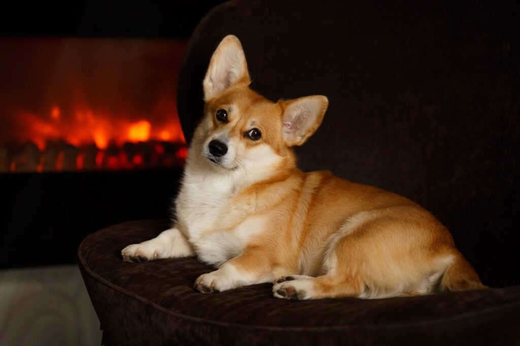 dog laying down in front of the fireplace