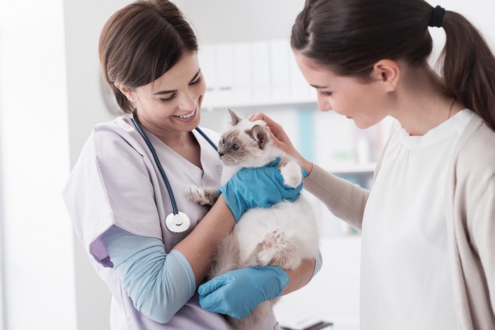 cat with veterinarian and owner during an exam