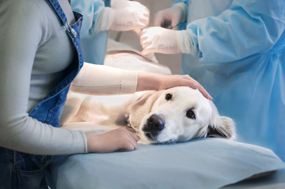 Dog at Veterinarian Hospital