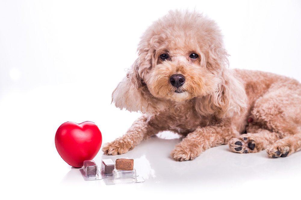 dog laying on the floor with treats and a heart shaped toy in front of him