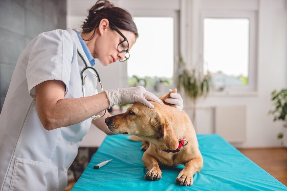 Female veterinary hospital in ponte Vedra beach fl
