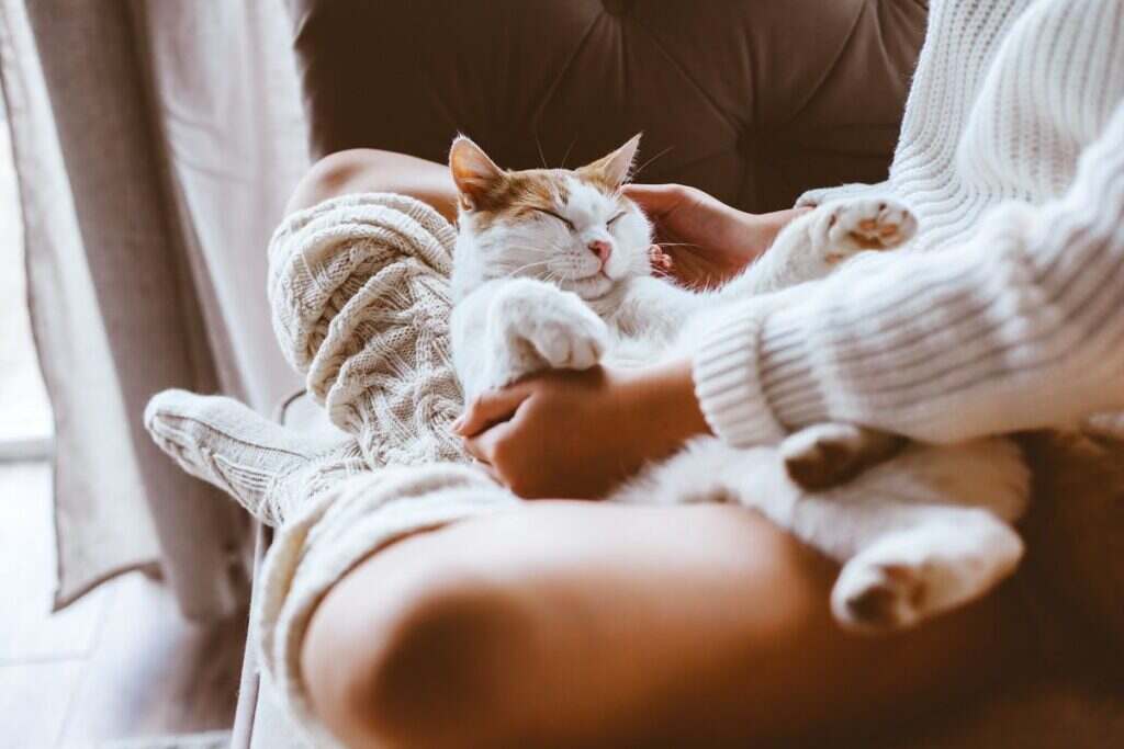 cat laying on their owners lap and being pet
