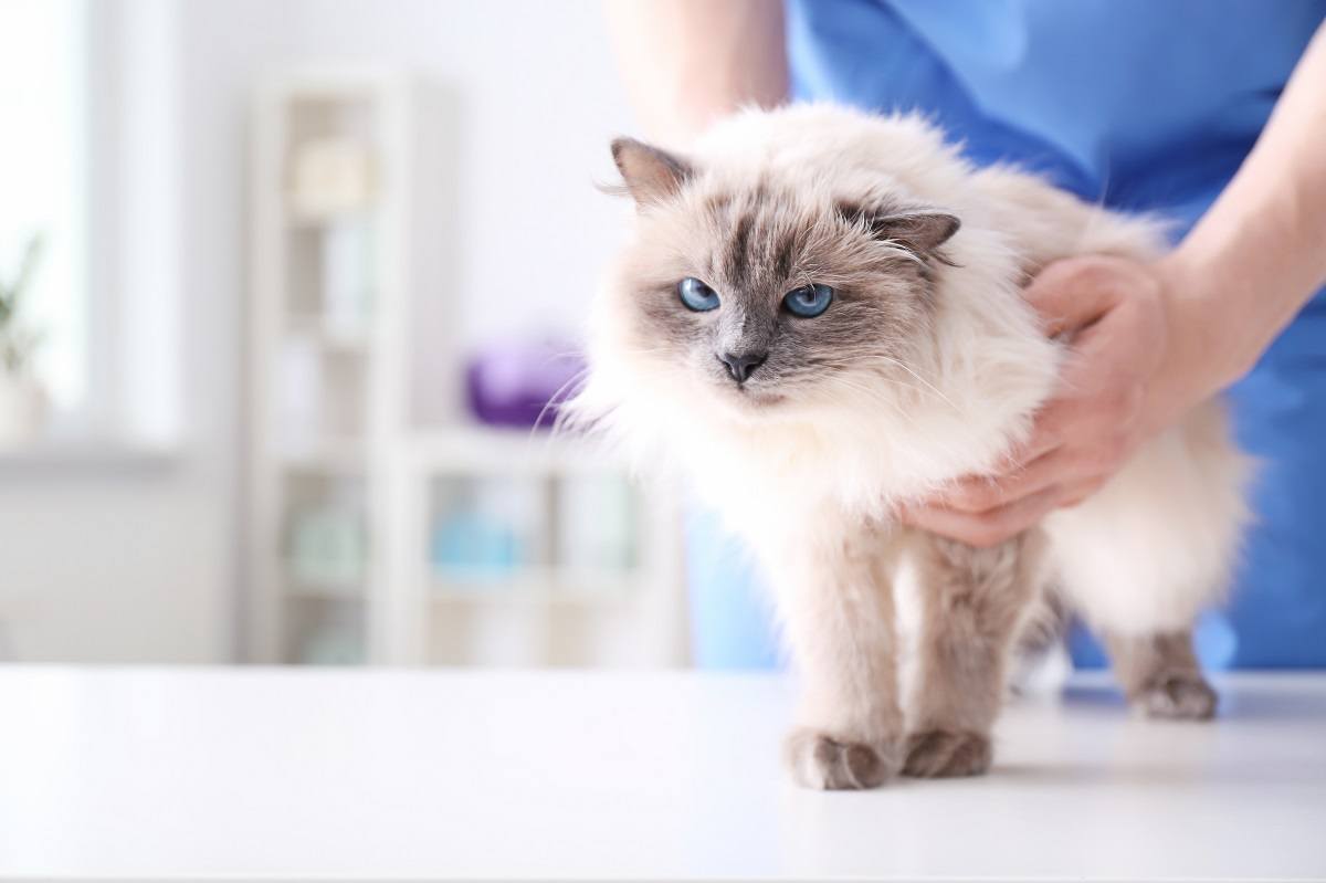 Woman with pet cat at emergency vet nocatee
