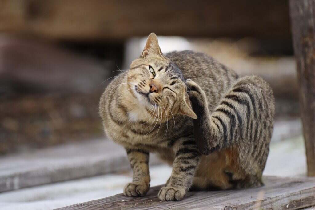 grey cat sitting outside and scratching his head