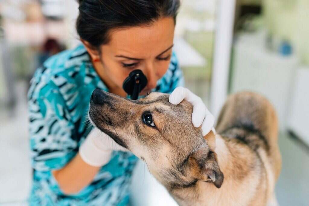 veterinarian looking at a dogs eye during an exam