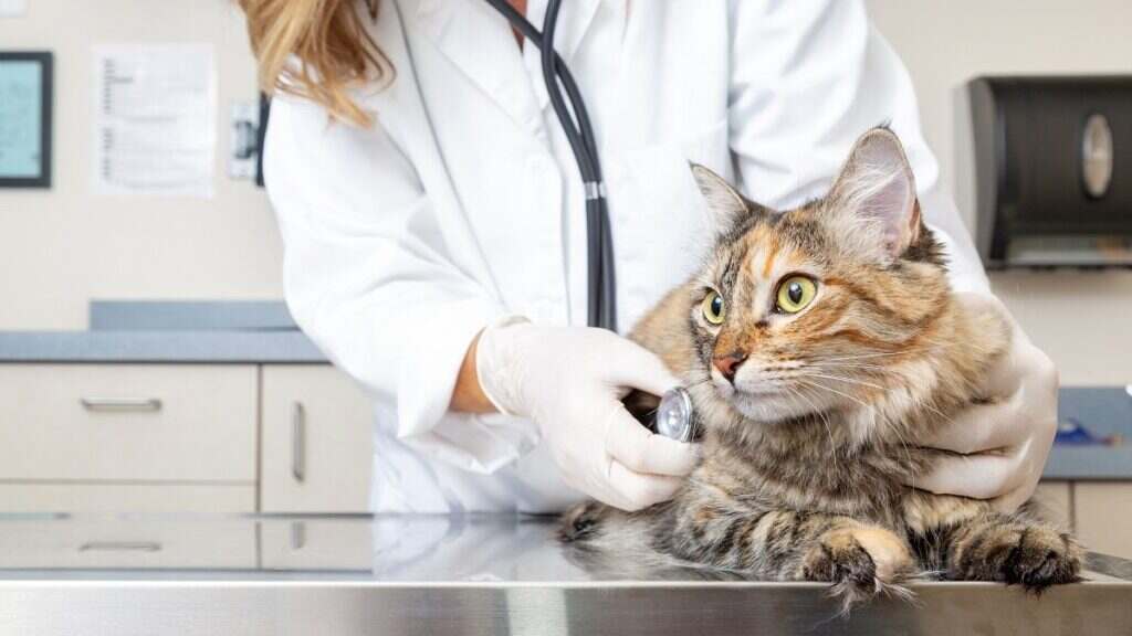 cat being checked out by the veterinarian during an exam