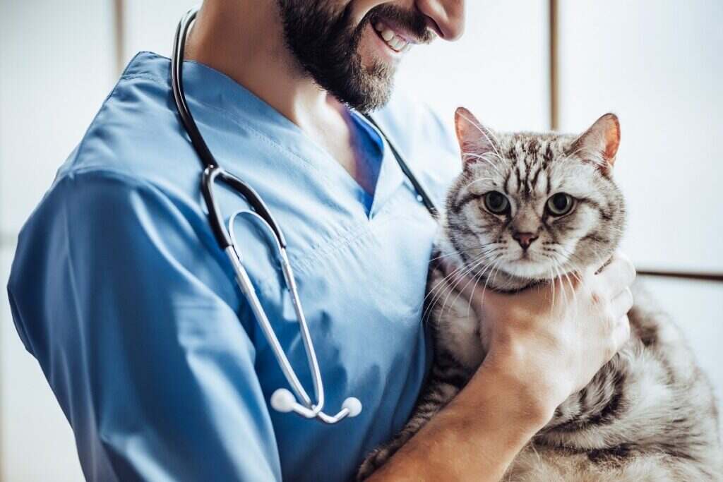 grey cat being held by the veterinarian