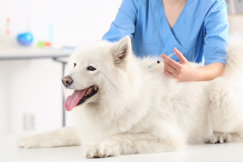 dog getting a vaccination from the veterinarian