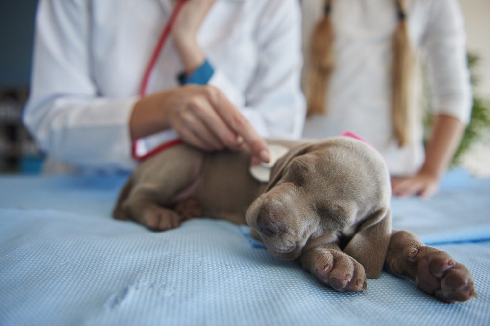 small grey puppy being checked out by the veterinarian