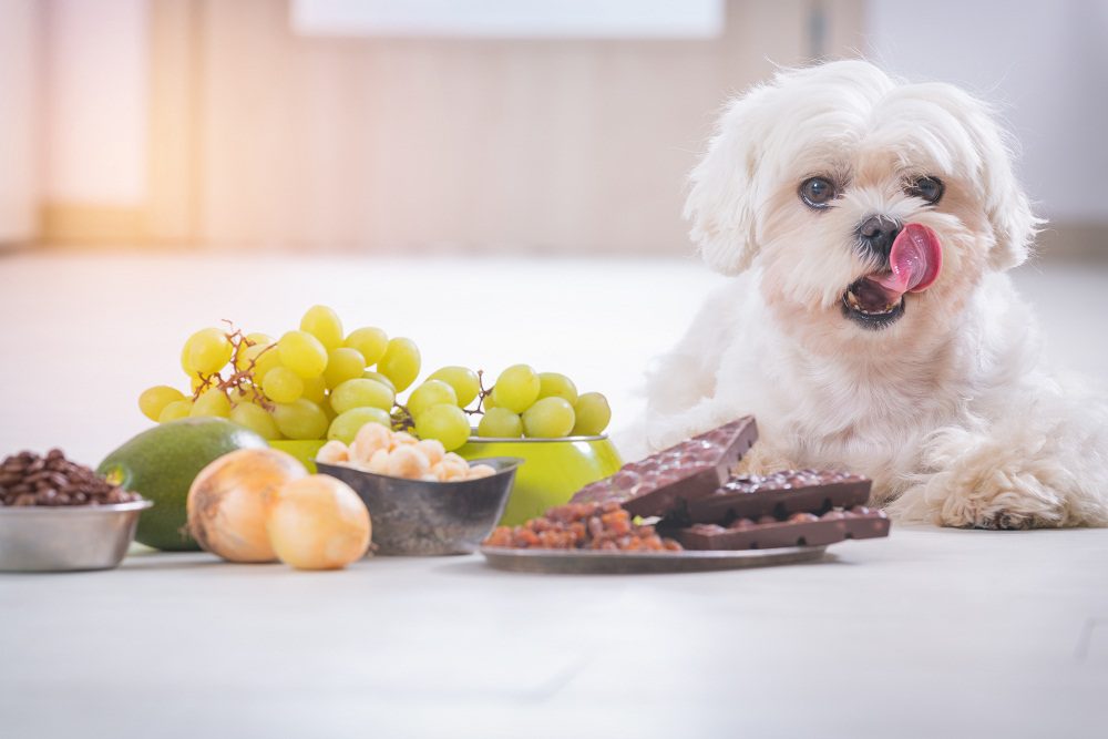 dog sitting on the floor with human food in front of him