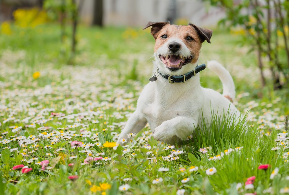 dog running and playing in a field of small white flowers