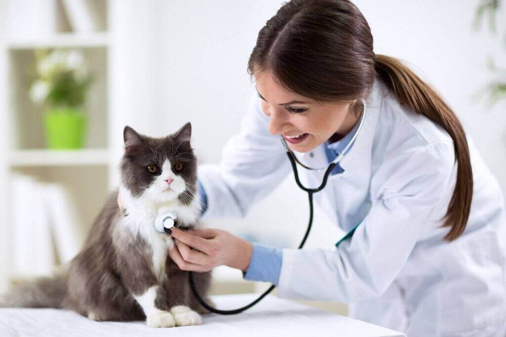 veterinarian checking the cats heartbeat