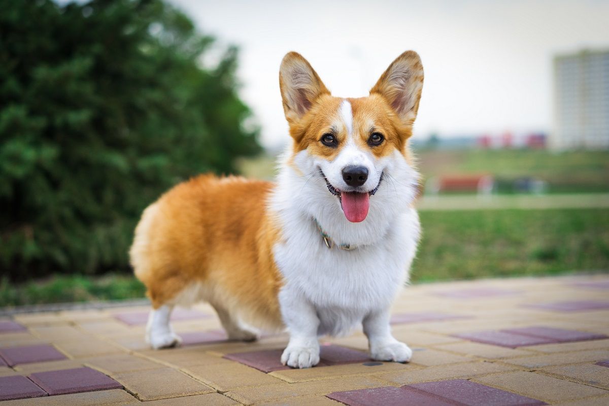 Healthy Corgi Outside who needs to go to an emergency vet in st. Augustine fl