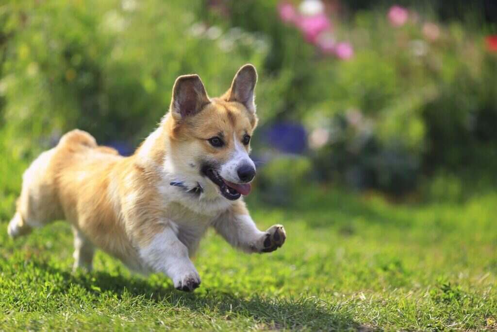 dog running in the grass outside