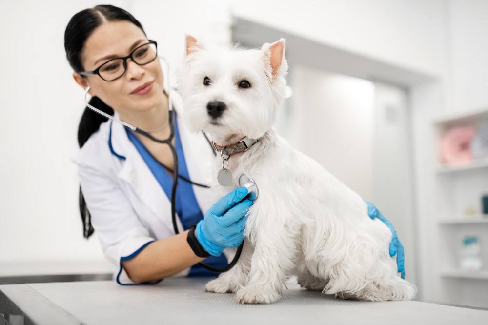 dog being checked out by the veterinarian during an exam