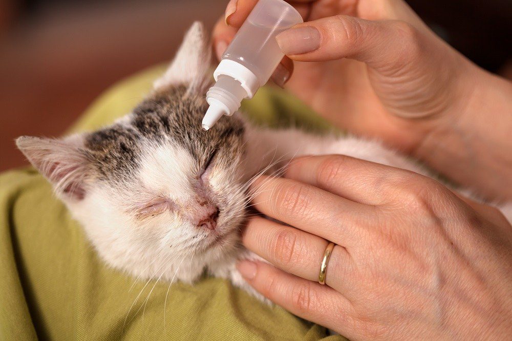 cat being given eye drops
