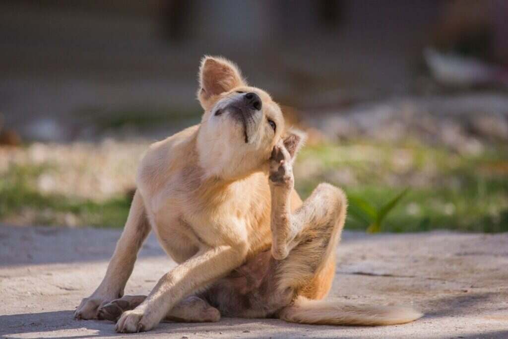 dog sitting outside and scratching his left ear