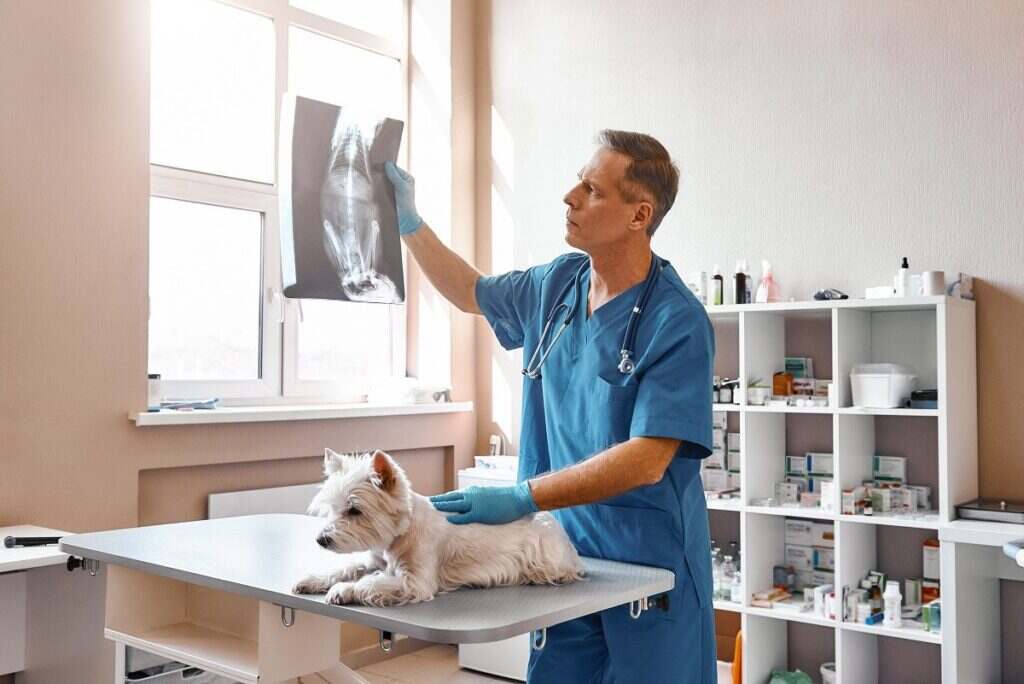 veterinarian looking at a small white dogs xray